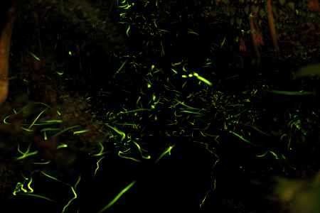 ならの小川　蛍