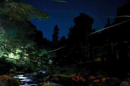 貴船の空に舞う　ホタル
