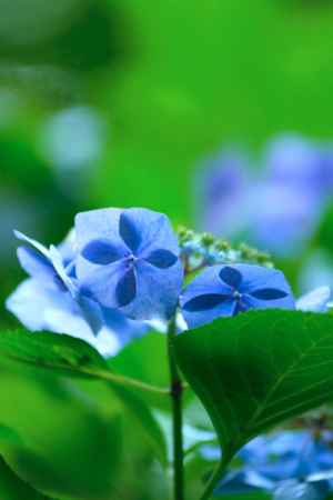 風車　紫陽花
