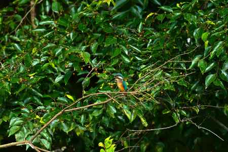 戻ってきたカワセミくん？
