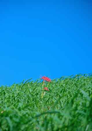 秋空と彼岸花