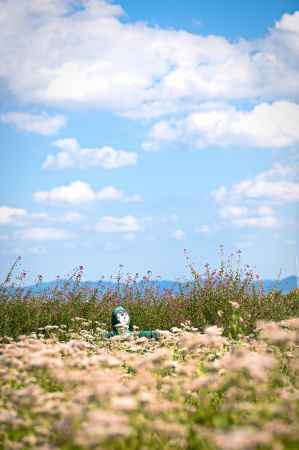 かかし埋もれる