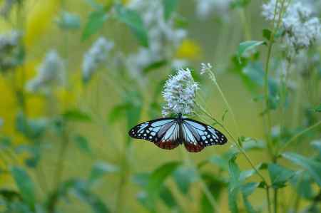 フジバカマとアサギマダラ