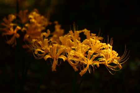 ショウキズイセン