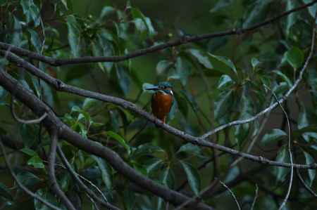 移動した翡翠さん　