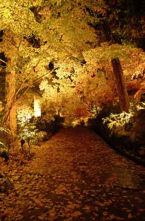 神藏寺さん　紅葉ライトアップ　2023