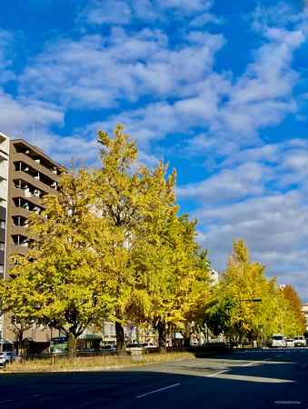 堀川通　銀杏並木