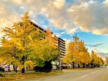 堀川通　イチョウ並木