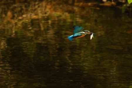 翡翠　食欲の秋