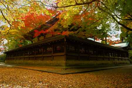 銀杏　散り始め