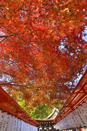 確認飛行物体　紅葉