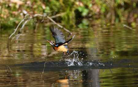 竜の水を得る如し