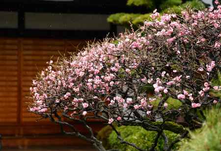 赤寺さんの梅
