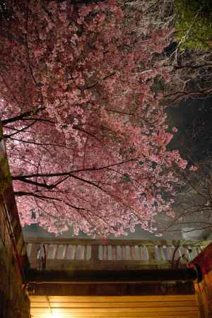 一条戻橋　河津桜　2024