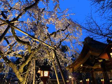 紫の上も楽しむ