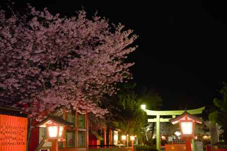 車折神社さん　春　2024