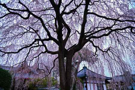 寂静のしだれ桜