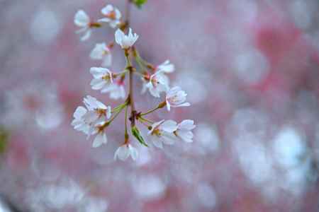 花枝自ずから短長