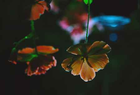 銀河的ベゴニア