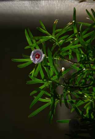 ネソコドン・モウリティアヌス