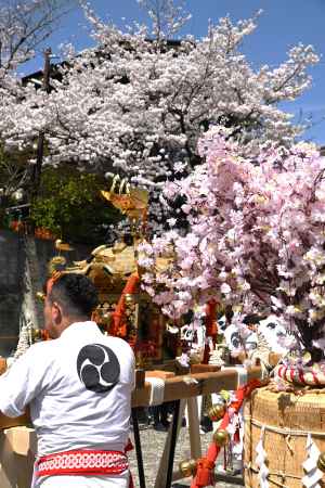 担ぎ手さんと桜