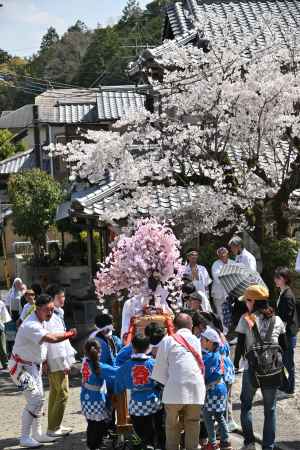 子供神輿と桜