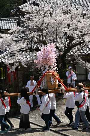 女神輿とソメイヨシノ