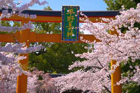 鳥居と桜
