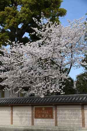 ソメイヨシノも美しい