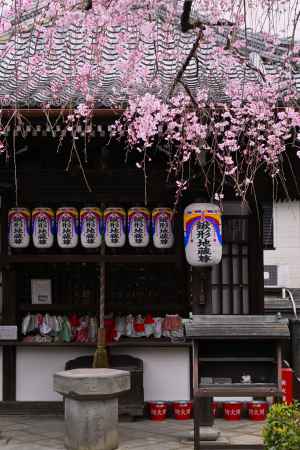 鍬形地蔵さんと枝垂桜