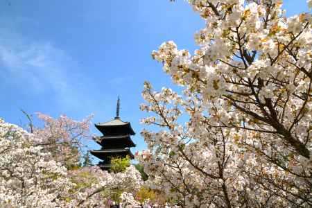 御室花まつり2024