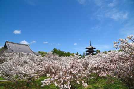 仁和寺や足元よりぞ花の雲