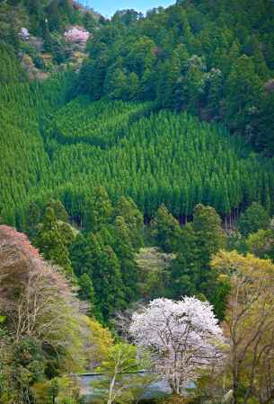 北山杉と桜