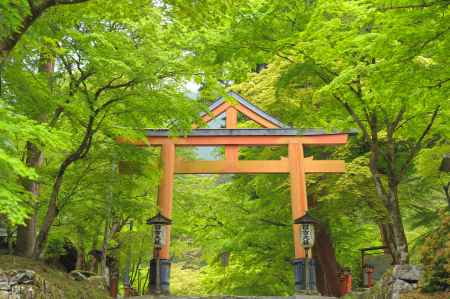 日吉大社さん　新緑　2024