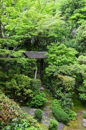 思惟の庭　新緑