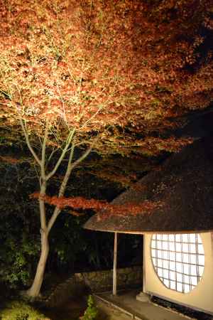 高台寺　茶室・遺芳庵と紅葉