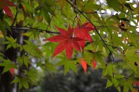 寂光院　紅一点