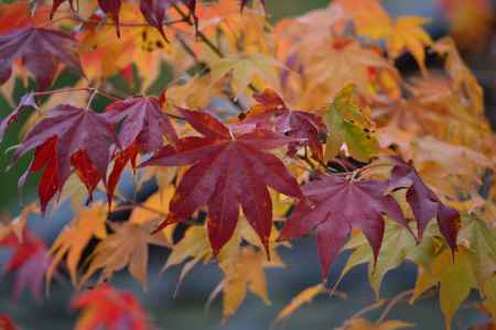 勝林寺　吉祥紅葉