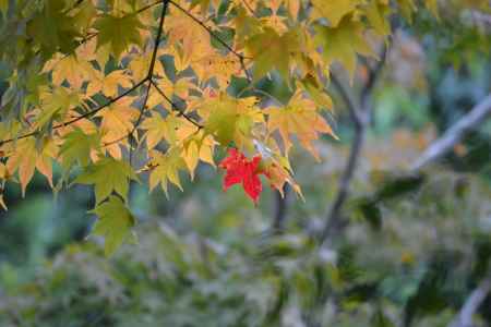勝林寺　吉祥紅葉　紅一点
