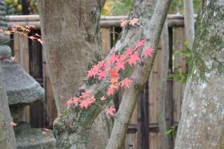 来迎院　　紅葉