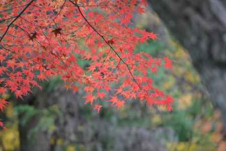 来迎院　紅葉