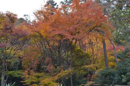 来迎院　紅葉