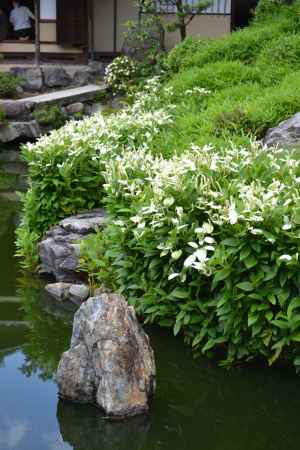 両足院　半夏生