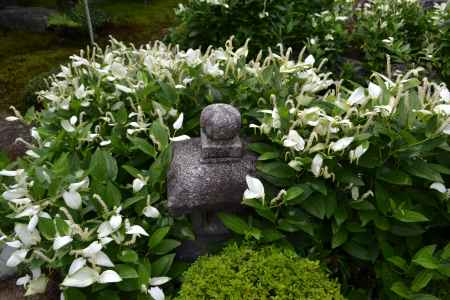 両足院　灯篭と半夏生