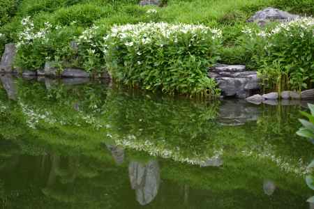 両足院　半夏生