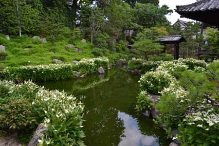 両足院　　半夏生の池