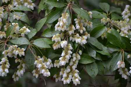 聖護院　馬酔木