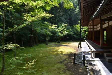 高桐院　本堂と青もみじ
