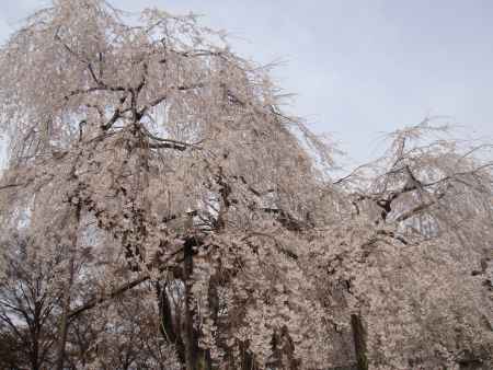 大石神社　枝垂桜2