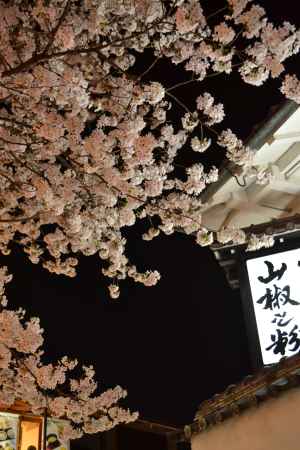 産寧坂 ピンクの夜桜